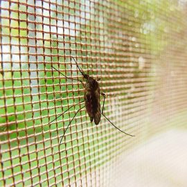 Stop a los insectos en las casas de Cantabria